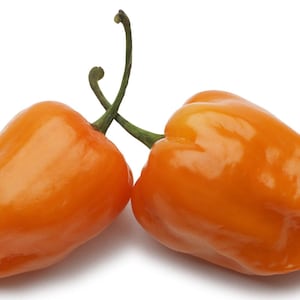 Habanada, Sweet Pepper, No Heat Organic Heirloom Garden Seeds - Non-GMO, Open Pollinated Vegetable Seed Packets for Container Gardening