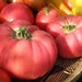 see more listings in the Tomatoes, Tomatillos section