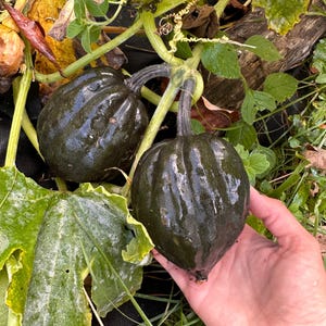 Table Queen Acorn Squash Seeds: Heirloom Winter Squash, Non-GMO