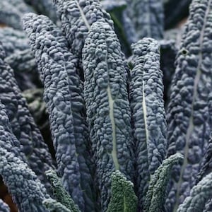 Black Magic, Kale, Organic Heirloom Garden Seeds - Non-GMO, Open Pollinated Vegetable Seed Packets for Container Gardening