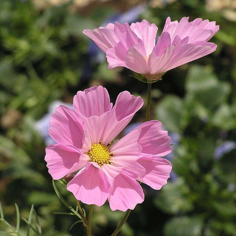 May include: Two pink cosmos flowers with yellow centers in bloom. The flowers are in focus and the background is blurred.