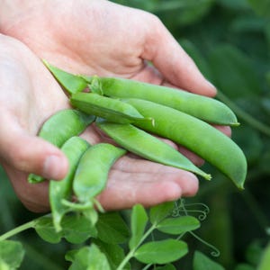 Amish Snap, Pea, Organic Heirloom Garden Seeds - Non-GMO, Open Pollinated Early Heavy Yields Vegetable Seed Packets for Container Gardening