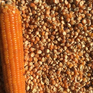 Nalo Orange Flint, Corn, Organic Heirloom Vegetable & Herb Seeds | Non-GMO Rare Seed Varieties | Bulk Pollinator-Friendly Garden Seeds