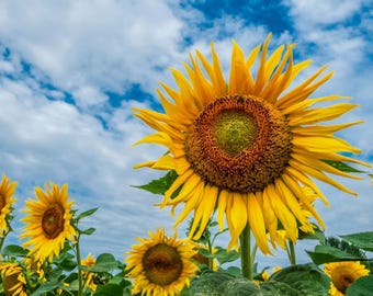 Titan, Sunflower, Heirloom Flower Garden Seeds Open Pollinated Container Gardening Vegetable Seeds Non-GMO Seed Packets  Record Setting