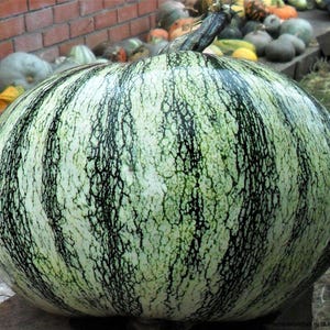 Silver Edge Winter Squash Seeds: Heirloom Non-GMO Pepita Seeds