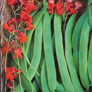 Prizewinner, Runner Bean, Organic Heirloom Garden Seeds - Non-GMO, Open Pollinated Vegetable Seed Packets for Container Gardening