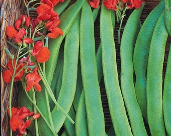 Prizewinner Runner Bean Seeds: Heirloom, Non-GMO, Red Blossom