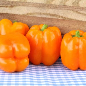Corona Orange Sweet Bell, Pepper, Organic Heirloom Garden Seeds - Non-GMO, Open Pollinated Vegetable Seed Packets for Container Gardening