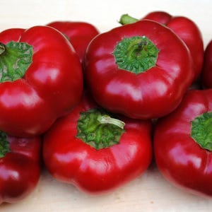 20+ Red Cheese, Sweet Pepper, Organic Spanish Heirloom Garden Seeds - Non-GMO, Open Pollinated Vegetable Seed Packs for Container Gardening
