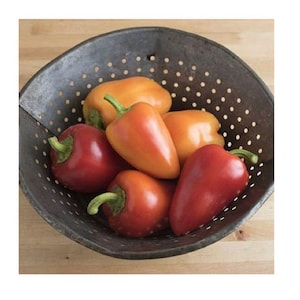 Red Belgian Sweet Pepper