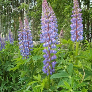 May include: A cluster of vibrant lupine flowers in full bloom, showcasing tall, purple and blue flower spikes with a touch of pink at the tips. The flowers are surrounded by lush green foliage, set against a backdrop of trees.
