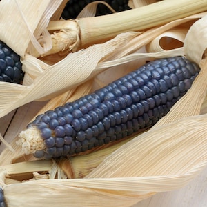 Hopi Blue, Corn, Heirloom Garden Seeds Open Pollinated Container Gardening Vegetable Seeds Non-GMO Seed Packets