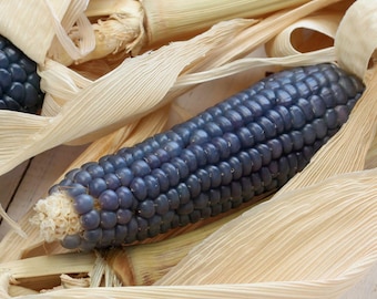 Hopi Blue Corn Seeds: Heirloom, Open Pollinated, Non-GMO