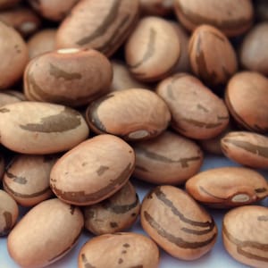 May include: A close-up of a pile of brown and white beans with brown stripes. The beans are smooth and oval-shaped.