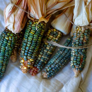 May include: Close-up of several ears of colorful corn, tied together with twine. The kernels are a mix of blue, green, and yellow. The husks are tan and beige. The corn is arranged on a white cloth.