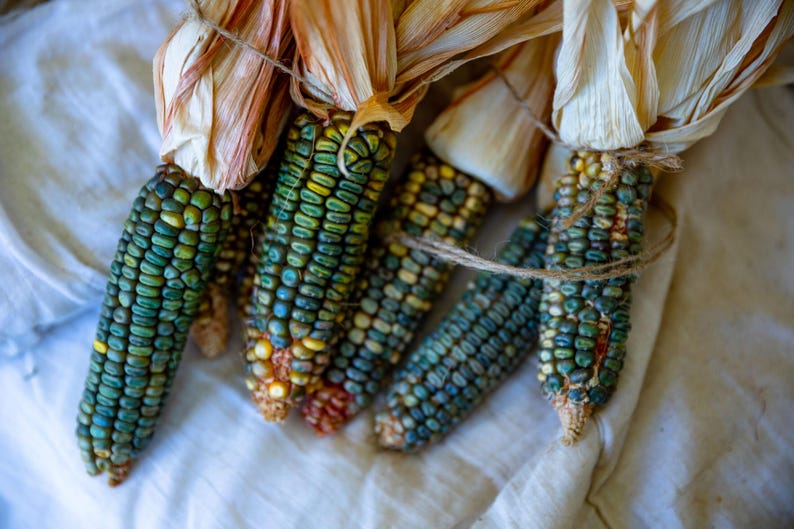 May include: Close-up of several ears of colorful corn, tied together with twine. The kernels are a mix of blue, green, and yellow. The husks are tan and beige. The corn is arranged on a white cloth.