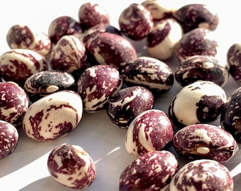 tobacco worm bean Tobacco Worm Bean (white-seeded) (30 Seeds)
