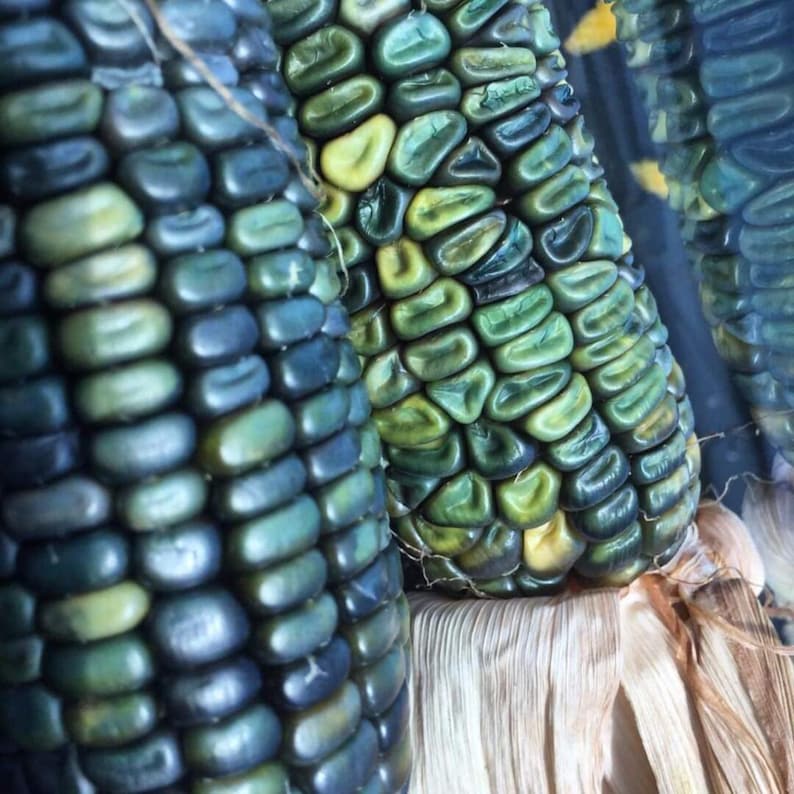 May include: Close-up of several ears of colorful corn. The kernels are a mix of blue, green, and yellow hues. The husks are a light brown color. The image highlights the unique colors and textures of the corn.