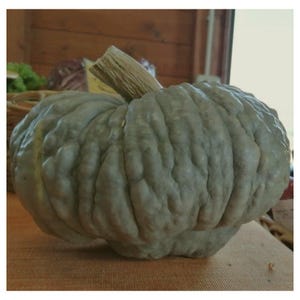 Piacentina, Winter Squash, aka Zucca Berrettina Piacentina, Heirloom Garden Seeds Open Pollinated Blue Squash Vegetable Garden Non-GMO