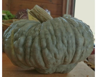 Piacentina Winter Squash Seeds: Heirloom Blue Vegetable Garden Seeds