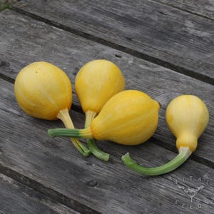 Lemon, Summer Squash, Heirloom Garden Seeds Open Pollinated Container Gardening Organic Vegetable Seeds Non-GMO Seed Packets Unusual Novelty