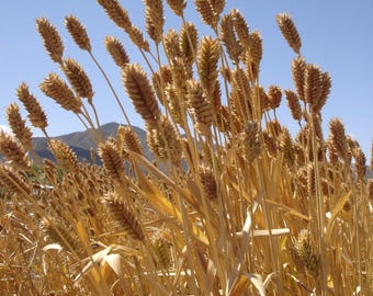 Pima Club Wheat Berries: 350+ Native Heirloom Ancient Grain Seeds Starter Pack