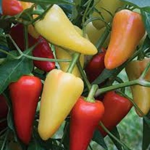 Santa Fe Grande, Hot Pepper, Organic Heirloom Vegetable & Herb Seeds | Non-GMO Rare Seed Varieties | Bulk Pollinator-Friendly Garden Seeds