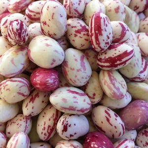 Volga German Siberian, Bush Bean, Organic Heirloom Vegetable & Herb Seeds  Non-GMO Rare Seed Varieties  Bulk Pollinator-Friendly Garden Seed