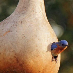 Birdhouse Bottle, Gourd, seeds- Ornamental - Heirloom - GMO Free (Lagenaria siceraria) Vining Squash, Bottle Gourd, Open Pollinated, Non-GMO