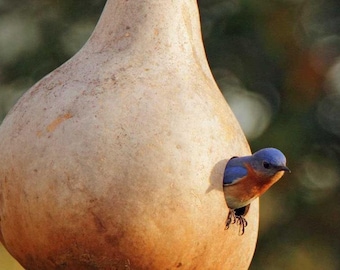 Birdhouse Gourd Seeds: Heirloom Bottle Gourd, Non-GMO