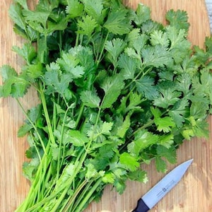 Leisure, Cilantro/Coriander, Slow Bolting Heirloom Garden Seeds - Non-GMO, Open Pollinated, Medicinal and Culinary Herb Seed Packets