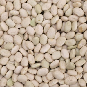 White Tepary Bean Seeds: 60+ Heirloom Garden Seeds, Non-GMO