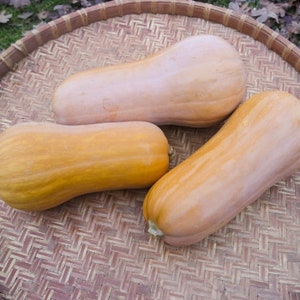May include: Three butternut squash, two are a pale orange color and one is a darker orange color, are arranged in a woven basket.