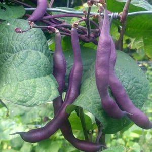 Purple Podded, Pole Beans, Ozark Heirloom Garden Seeds Open Pollinated Container Gardening Organic Vegetable Seeds Non-GMO Seed Packets