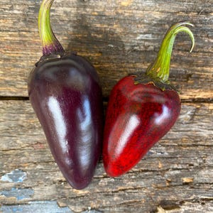 Black Hungarian Pepper Seeds: Organic Heirloom, Non-GMO