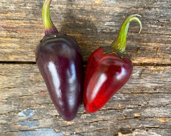 Black Hungarian Pepper Seeds: Organic Heirloom, Non-GMO