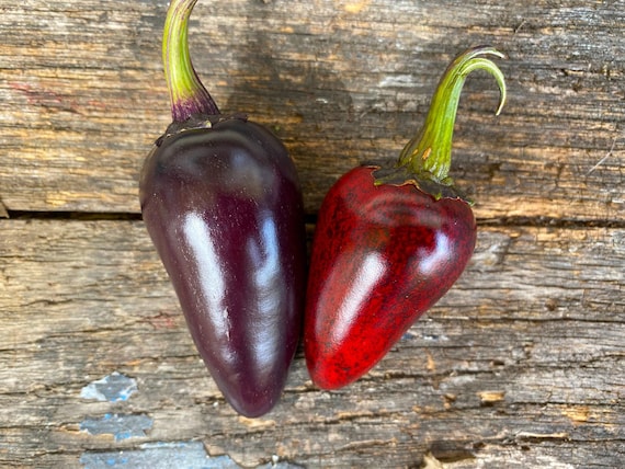 Black Hungarian Pepper Seeds: Organic Heirloom, Non-gmo - Etsy