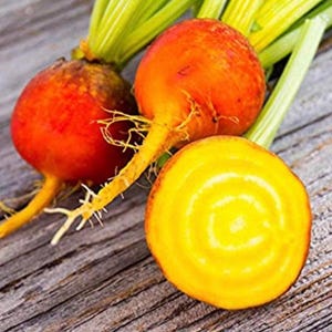 Golden Detroit, Beets, 200+ Organic Heirloom Garden Seeds - Non-GMO, Open Pollinated Vegetable Seed Packets for Container Gardening
