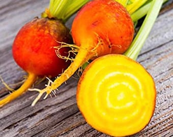 Golden Detroit Beet Seeds: 200+ Organic Heirloom Vegetable Seeds