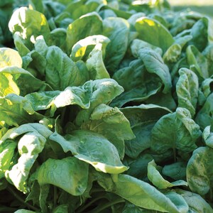 Bloomsdale Long Standing, Spinach, Heirloom Garden Seeds Open Pollinated Container Gardening Organic Vegetable Seeds Non-GMO Seed Packets