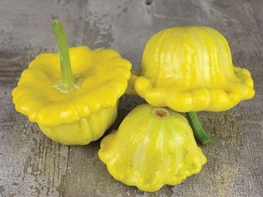 Gelber Englischer Custard Squash Seeds: Rare German Heirloom - Etsy