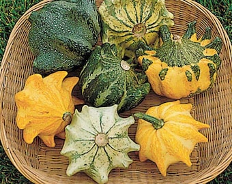 Crown of Thorns Gourd Seeds: Heirloom Shenot Variety