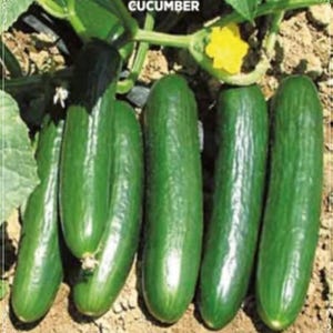 Beit Alpha, Cucumber, Organic Heirloom Garden Seeds - Non-GMO, Open Pollinated Vegetable Seed Packets for Container Gardening