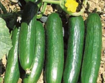 Beit Alpha, Cucumber, Organic Heirloom Garden Seeds - Non-GMO, Open Pollinated Vegetable Seed Packets for Container Gardening