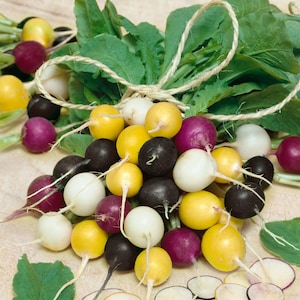 Halloween Mix, Radish, Rare Unusual Organic Heirloom Garden Seeds - Non-GMO, Open Pollinated Vegetable Seed Packets for Container Gardening