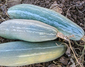 Sibley, Winter Squash, Pike's Peak squash, blue banana squash, long keeping, native heirloom    c.maxima  open pollinated Non Gmo gardening