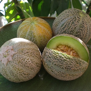 May include: Four cantaloupe melons, one cut open to reveal seeds, on a green plate. The melons are a light green color with a rough texture.