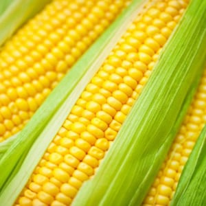 Fisher&#39;s Earliest, Sweet Corn, Organic Heirloom Vegetable & Herb Seeds | Non-GMO Rare Seed Varieties | Bulk Pollinator-Friendly Garden Seeds