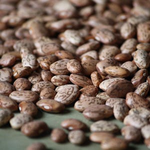 Pinto Bean Seeds: Southwest Heirloom Bush Bean, Open Pollinated