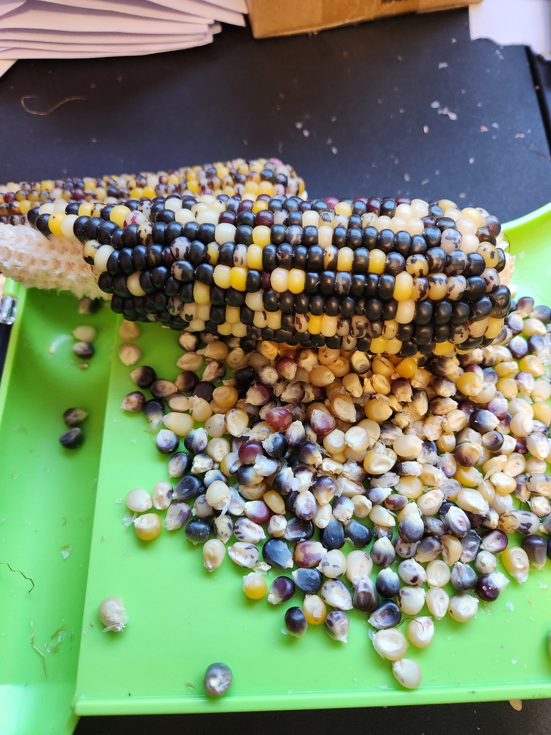 Corn Makoshika Popcorn Heirloom Seeds Native Popcorn High Altitude South American Popcorn Rare